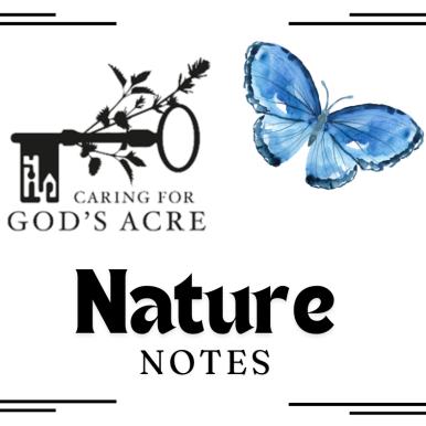 nature notes may 2025 churchyard butterfly