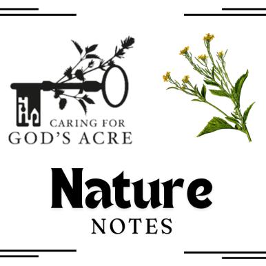 october yellow rattle.png