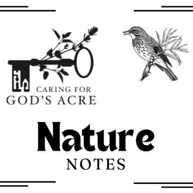 november  redwings.png