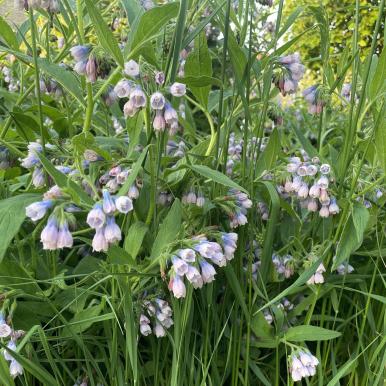comfrey plant churchyard.jpg