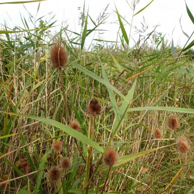 teasels square.JPG